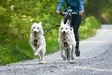 Non-stop Dogwear Touring Double 23mm - Koirien taluttimet - 7071652016322 - 6