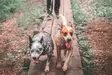 Non-stop Dogwear Touring Double 23mm - Koirien taluttimet - 7071652016322 - 7