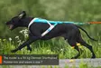 Non-stop Dogwear Freemotion Harness 5.0 - Koirien valjaat - 7071652111515 - 6